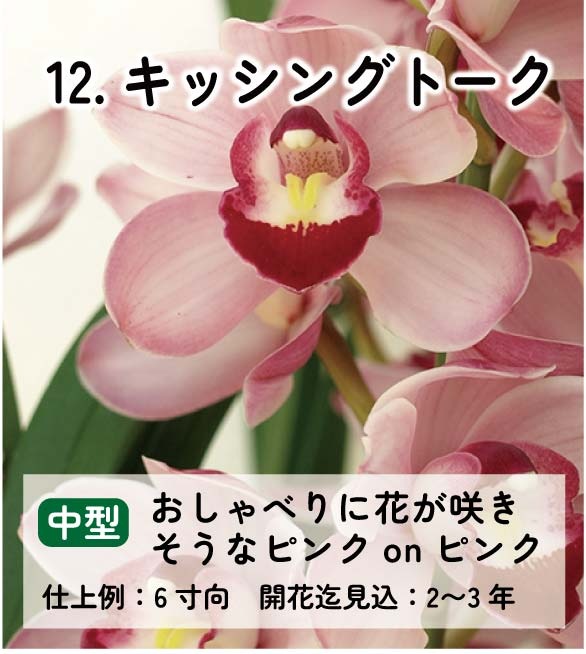 ��2025ǯ�ߡ���26���फ�餪������4������ġ�����٤륷��ӥ�����3��ݥå��ġڤ�����4�����åȡ� 