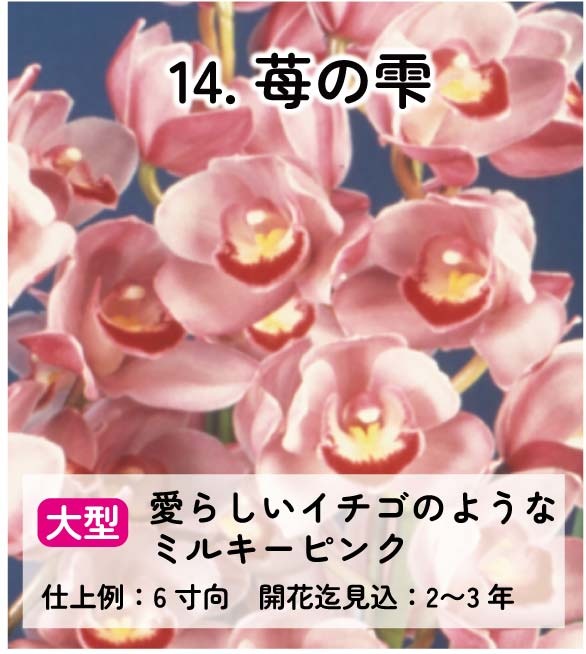 ��2025ǯ�ߡ���26���फ�餪������4������ġ�����٤륷��ӥ�����3��ݥå��ġڤ�����4�����åȡ� 