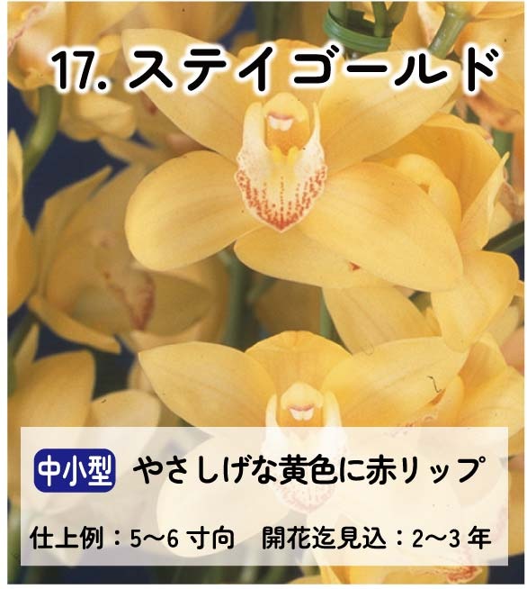 ��2025ǯ�ߡ���26���फ�餪������4������ġ�����٤륷��ӥ�����3��ݥå��ġڤ�����4�����åȡ� 