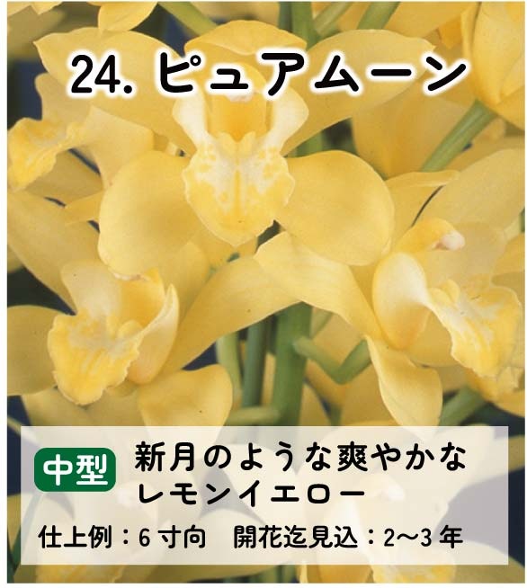 ��2025ǯ�ߡ���26���फ�餪������4������ġ�����٤륷��ӥ�����3��ݥå��ġڤ�����4�����åȡ� 