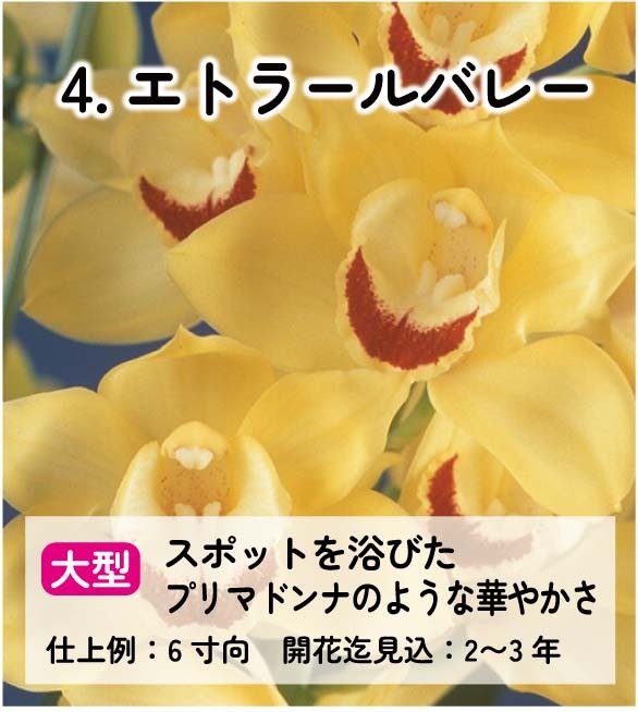 ��2025ǯ�ߡ���26���फ�餪������4������ġ�����٤륷��ӥ�����3��ݥå��ġڤ�����4�����åȡ� 