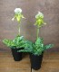 ѥեڥǥࡡ⡼ǥϡв Paphiopedilum3.5ȭ