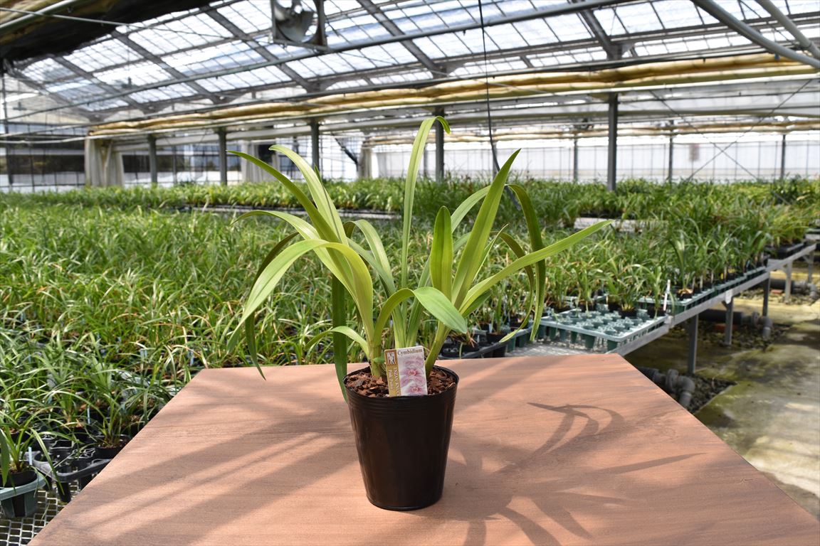 ����ӥ����� �ƥԥ󥯥ԥ塼�ޡ� ������ �ֲ�ʤ� ����ݥå��ġ� ɿ�Τ褦���������ԥ󥯤���������