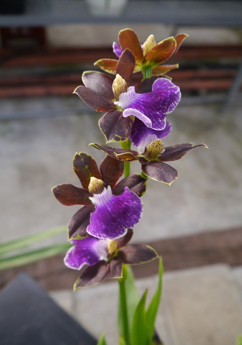 FARM BASE ONLINE SHOP｜洋らん・和らん・苗・資材のギフト・直売