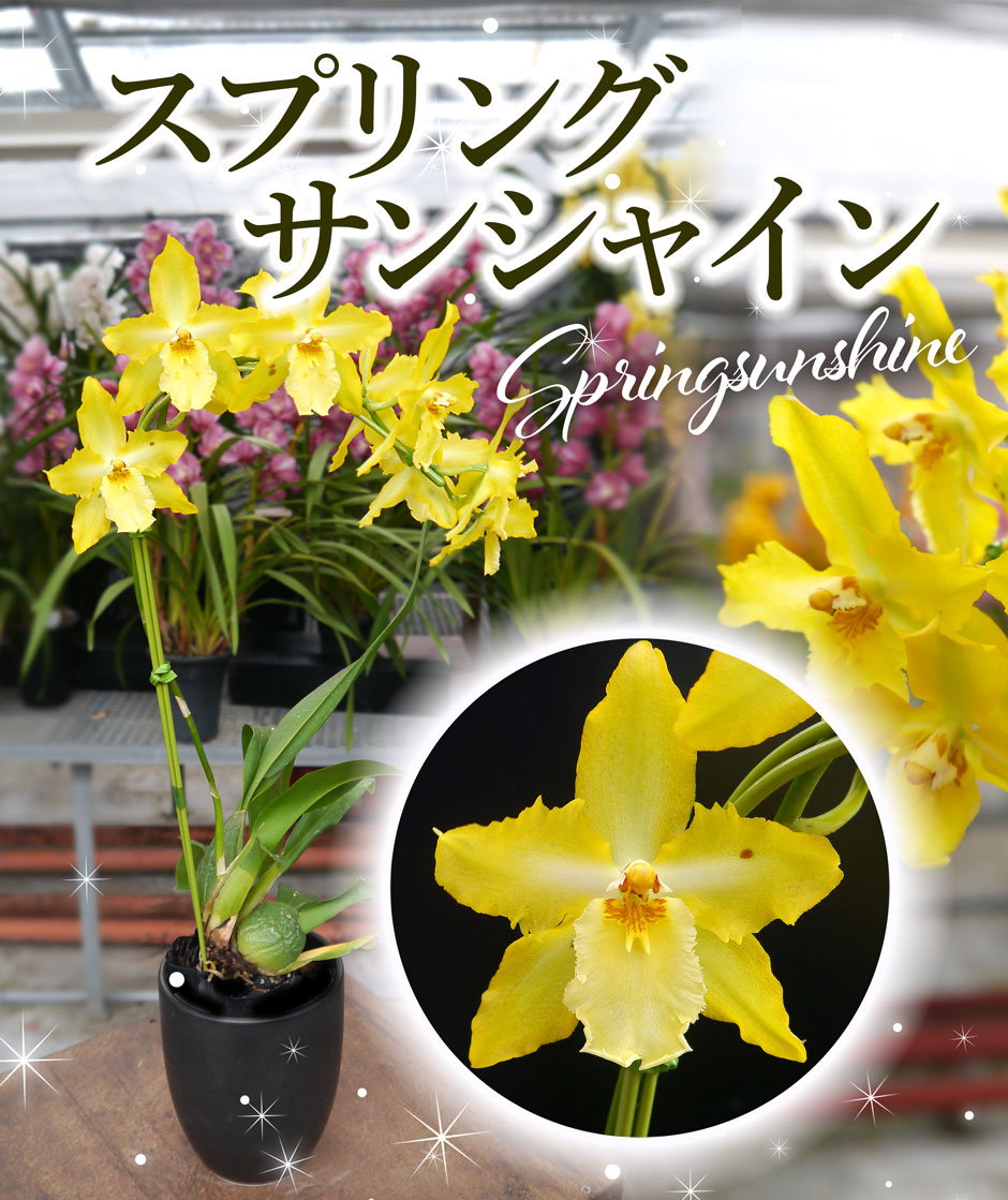 FARM BASE ONLINE SHOP｜洋らん・和らん・苗・資材のギフト・直売