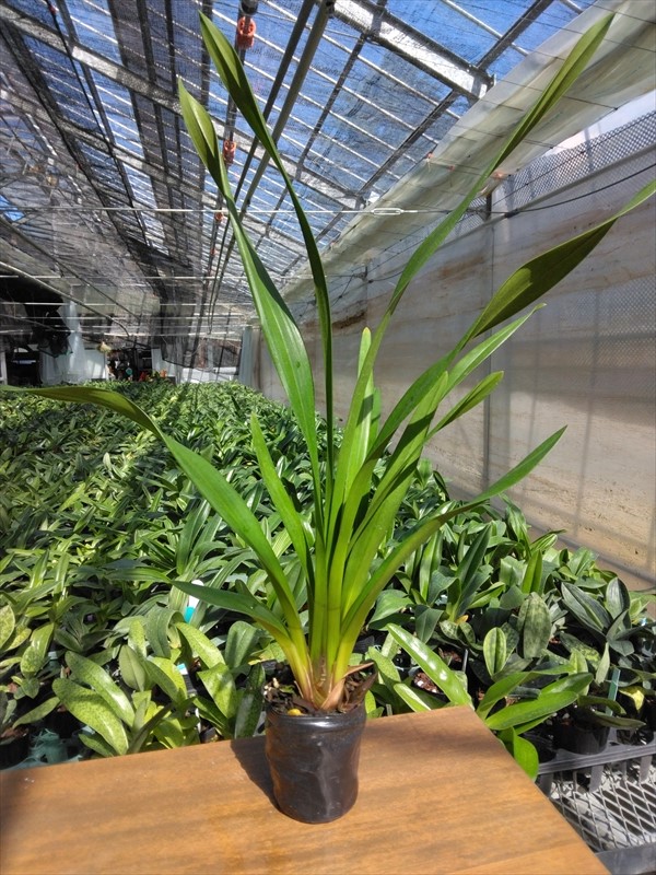 ����ӥ����� �ƥ֥�å������ǡ�������3.5����¸�ߴ����뼿��������Ū��̥�ǤΥ��ȥʿ�