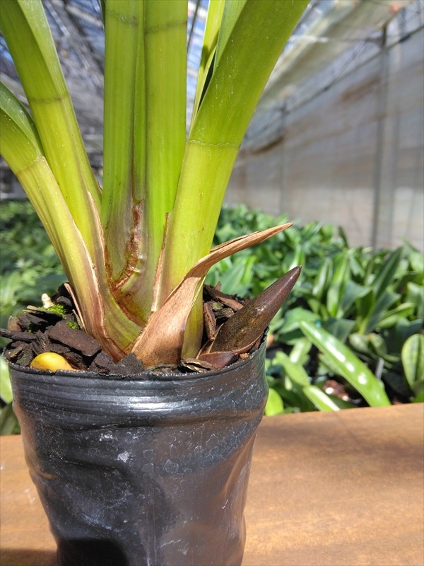 ����ӥ����� �ƥ֥�å������ǡ�������3.5����¸�ߴ����뼿��������Ū��̥�ǤΥ��ȥʿ�