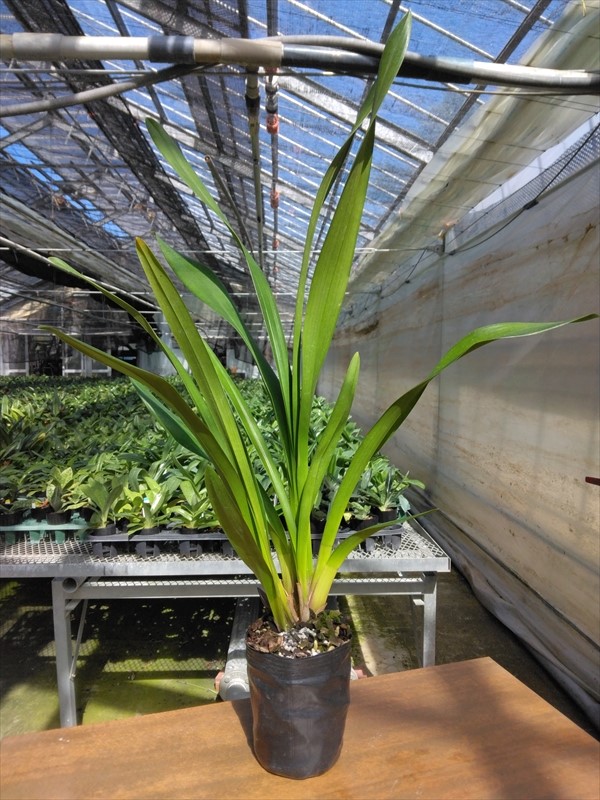 ����ӥ����� �ƥ֥�å������ǡ�������3.5����¸�ߴ����뼿��������Ū��̥�ǤΥ��ȥʿ�