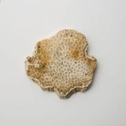 BEEHIVE COASTER