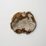 [��������] CORAL COASTER