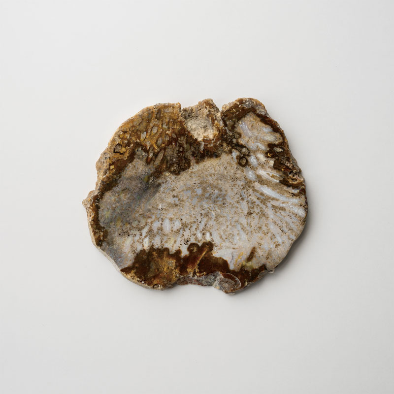 CORAL COASTER