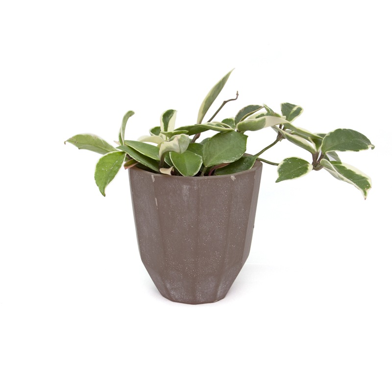 CEMENT PLANTER -POLYGON- / Brown��M��