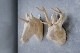 WOOD ANIMAL HEAD / Unicorn
