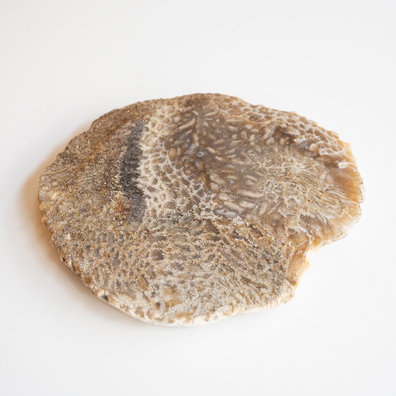 [��������] CORAL COASTER