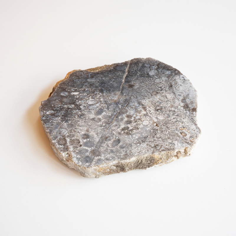 [��������] CORAL COASTER