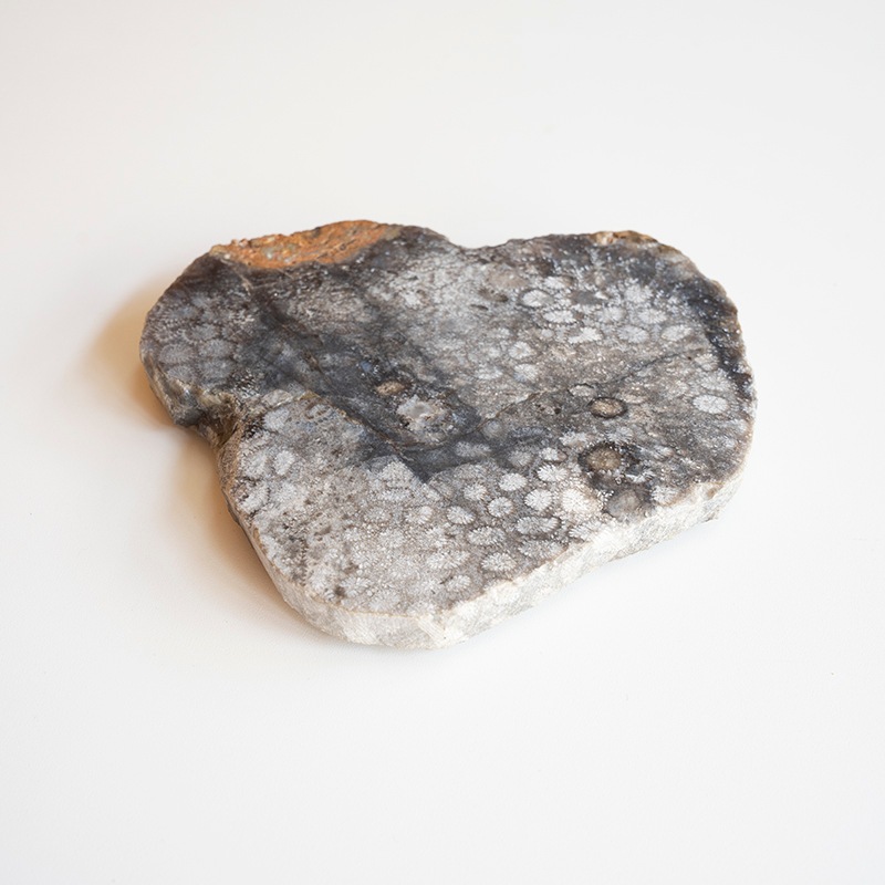 [��������] CORAL COASTER