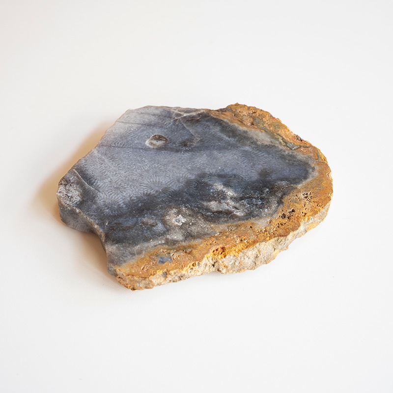 [��������] CORAL COASTER