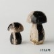 MUSHROOM STONE - Petrified Wood - ��2size��