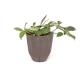 CEMENT PLANTER -POLYGON- / Brown��M��