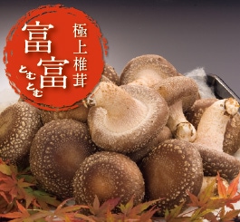 妙義 ナバファーム【秋冬限定 椎茸 （しいたけ）】富富（とむとむ）1kg