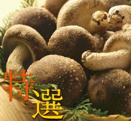 妙義 ナバファーム【特選】 椎茸 （しいたけ）700g