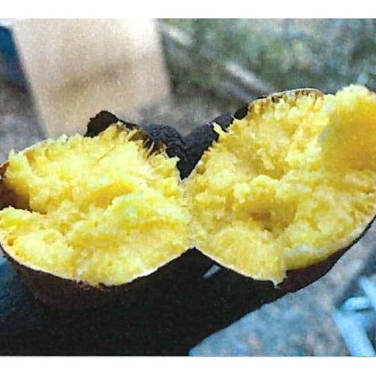 昔ながらの焼き芋「農家のおやつ」　３Kg