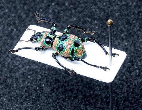 コガネムシ科 - ページ目29 - 吉丁虫色の日々 コガネムシ類 標本セット <0622z昆虫標本>