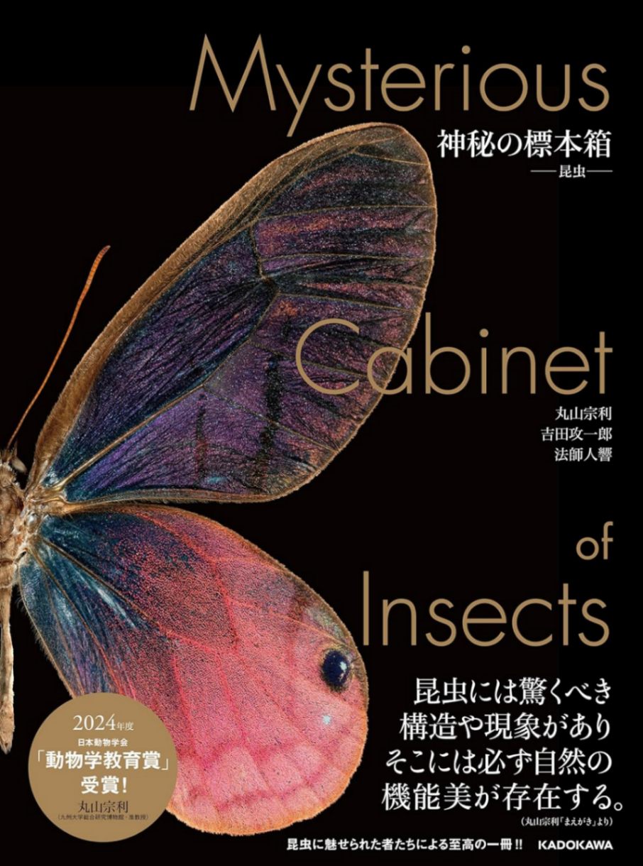 明末清初 昆虫文(キリギリス)青貝 螺鈿 香合 青貝蒔絵香合「莟」(田口 義明)｜ギャラリージャパン