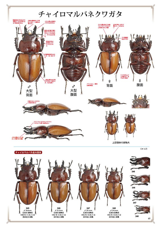 ष⥷꡼4 ܤΥޥХͥ塞䡦ǡ