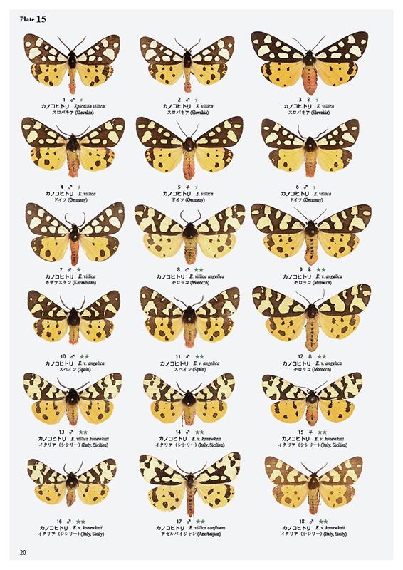 ��ष��������⥷�꡼��5 ����������ҥȥꥬ