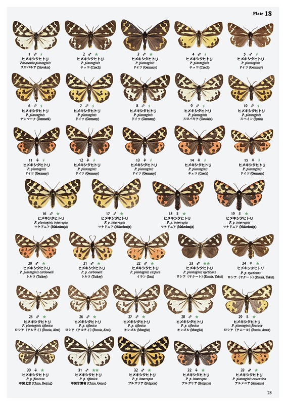 ��ष��������⥷�꡼��5 ����������ҥȥꥬ