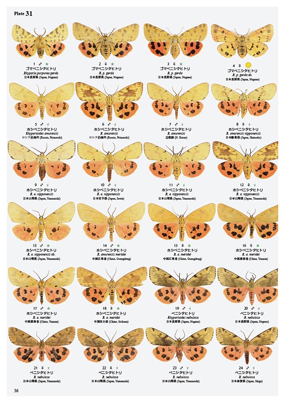 ��ष��������⥷�꡼��5 ����������ҥȥꥬ