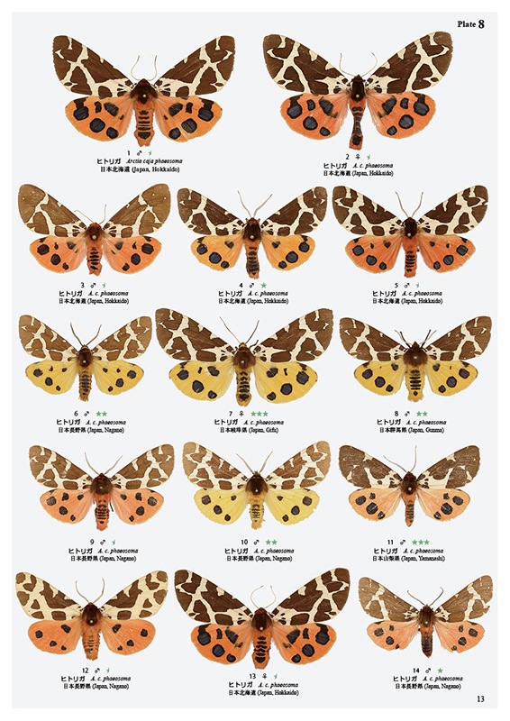 ��ष��������⥷�꡼��5 ����������ҥȥꥬ