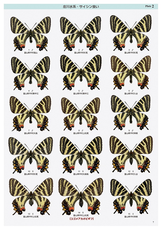 ں߸˶Ͼ ष⥷꡼7 ͤΥե祦