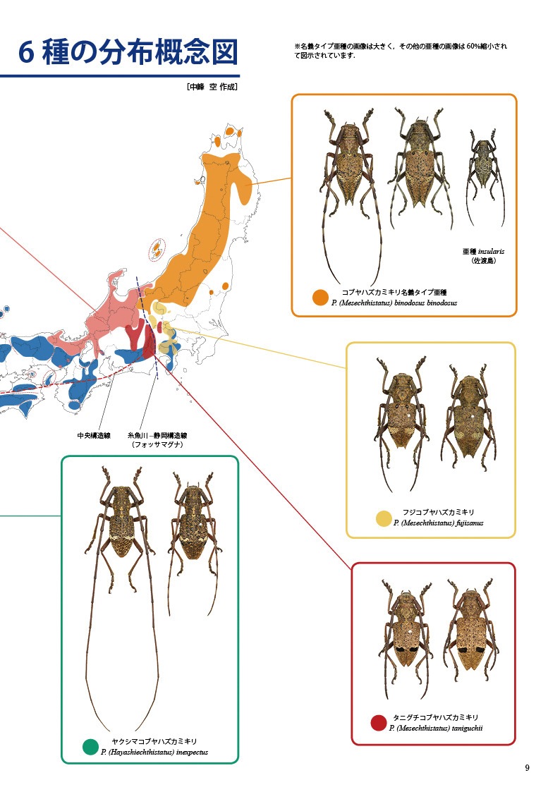 ڤ۷ष⥷꡼13 ܤΥ֥ϥߥں̤