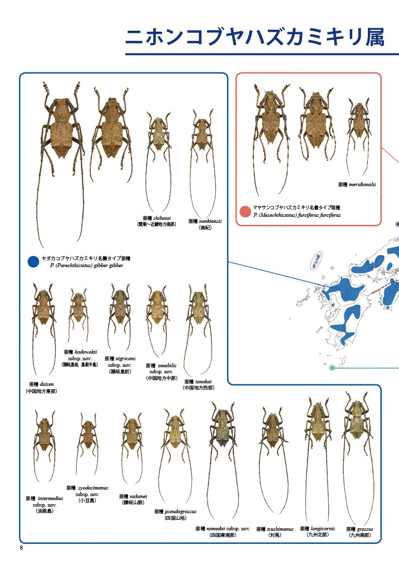 ڤ۷ष⥷꡼13 ܤΥ֥ϥߥں̤