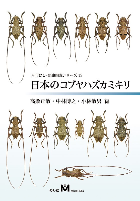 ڤ۷ष⥷꡼13 ܤΥ֥ϥߥں̤