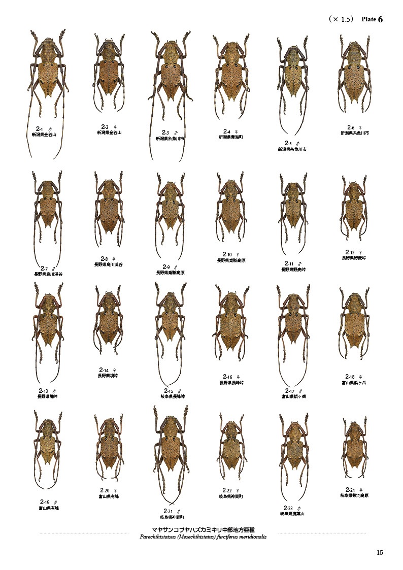 ڤ۷ष⥷꡼13 ܤΥ֥ϥߥں̤