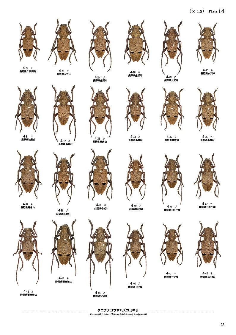 ڤ۷ष⥷꡼13 ܤΥ֥ϥߥں̤