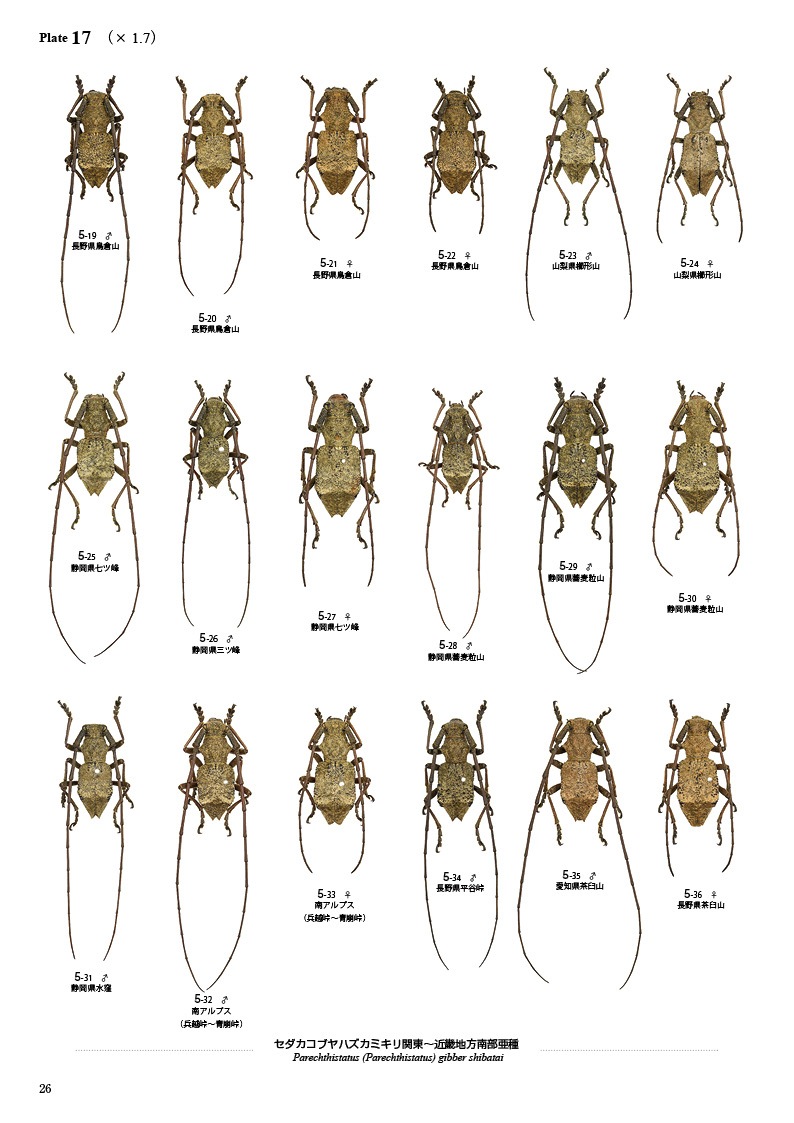 ڤ۷ष⥷꡼13 ܤΥ֥ϥߥں̤