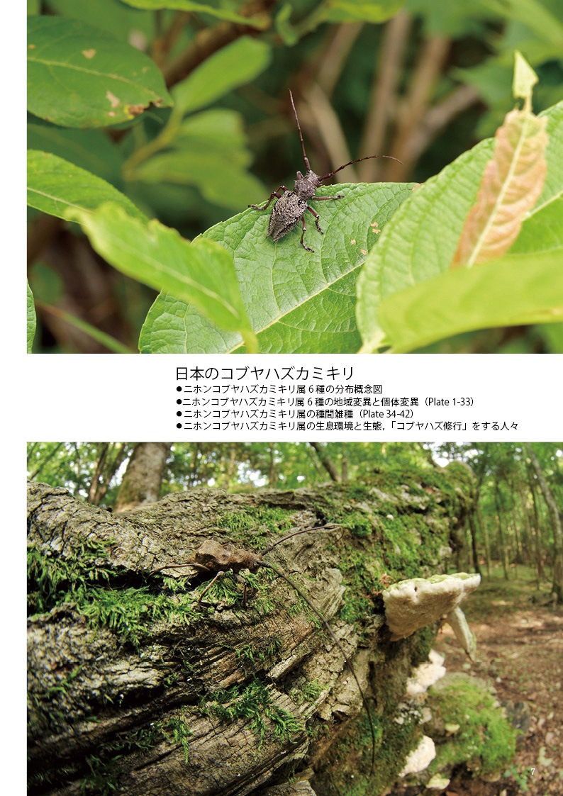 ڤ۷ष⥷꡼13 ܤΥ֥ϥߥں̤