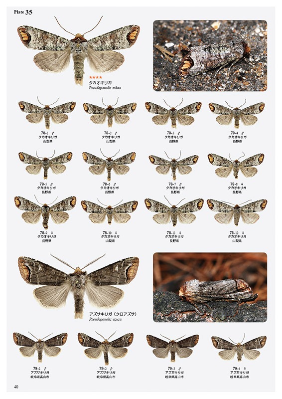 ��ष��������⥷�꡼��8 ���ܤ������ڥ��ꥬ��