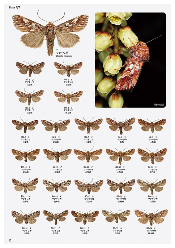 ��ष��������⥷�꡼��8 ���ܤ������ڥ��ꥬ��