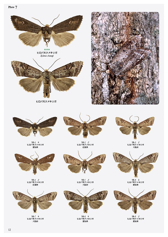 ��ष��������⥷�꡼��8 ���ܤ������ڥ��ꥬ��