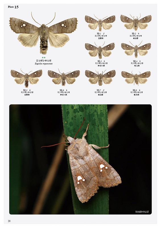 ��ष��������⥷�꡼��8 ���ܤ������ڥ��ꥬ��