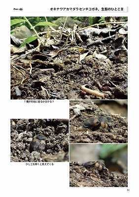 ��ष��������⥷�꡼��9 ���ܤΥ���������ͤȤ������