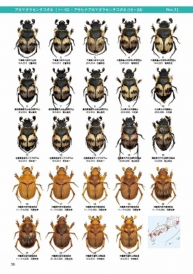 ��ष��������⥷�꡼��9 ���ܤΥ���������ͤȤ������