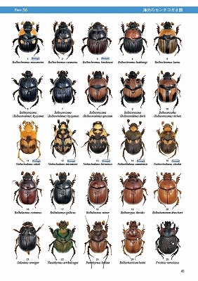 ��ष��������⥷�꡼��9 ���ܤΥ���������ͤȤ������