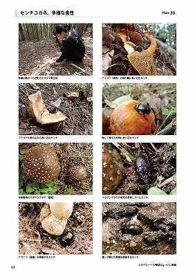 ��ष��������⥷�꡼��9 ���ܤΥ���������ͤȤ������