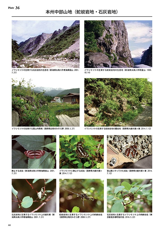 ڤ ष⥷꡼10 ܤΥۥߥ ںͽʤ